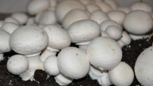 Вчені працюють над створенням мобільного комплексу з вирощування грибів