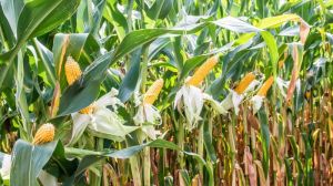 Аграрії не поспішають збільшувати посівні площі під кукурудзою