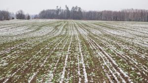 Нестача снігу не завдала шкоди посівам озимим культур на заході України