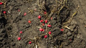 Луганські аграрії готуються до весняної посівної