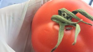 У томатах на Волині виявлено небезпечного карантинного шкідника