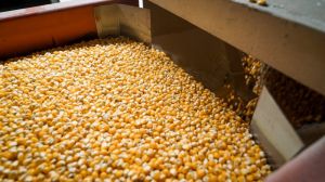 Євраліс Семенс Україна представила нові гібриди кукурудзи
