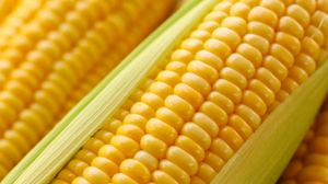 Визначено, які зони є найбільш сприятливими для вирощування цукрової кукурудзи