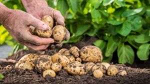Шкідники та хвороби несуть серйозну загрозу виробникам картоплі у Німеччині