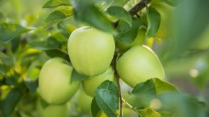 Клімат України — один з найсприятливіших для вирощування яблук