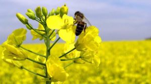Інсектицидні обробки у посівах ріпаку краще планувати «безпечними для бджіл»