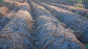 Україна займає 4 місце в світі за площами вирощування картоплі