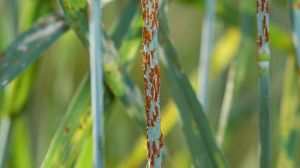 ФАО випустила посібник для аграріїв щодо боротьби з іржею пшениці