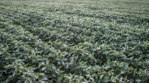 Monsanto програла суд щодо скасування заборони на використання гербіциду дикамба у США