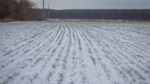 Черкаський гідрометцентр: вимерзання посівів у лютому малоймовірне, може постраждати хіба що ріпак