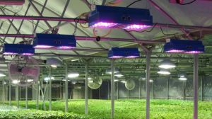 Енергоощадні лампи допомагають польським аграріям збільшувати врожаї