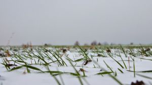 Сніговий покрив врятував посіви озимих на Житомирщині від вимерзання