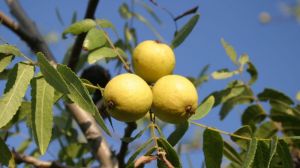 В Україні почали вирощувати каліфорнійський горіх адаптований до умов Півдня