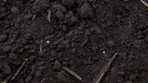 Заборона імпорту російських добрив може призвести до поглиблення проблеми виснаження ґрунтів
