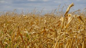 Кукурудза може частково витіснити з полів сою та ріпак — думка