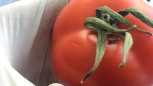 У партії томатів на Одещині виявлено небезпечного карантинного шкідника