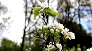Прохолодна весна на Херсонщині не завдала суттєвої шкоди майбутньому врожаю плодових культур