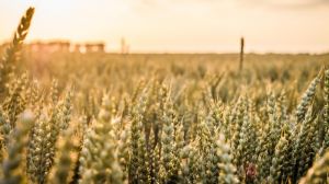 Нові різновиди озимої пшениці розцвітають раніше — вчені