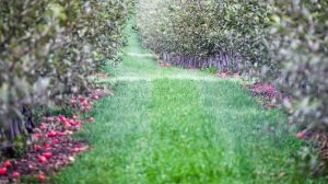 За останні 22 роки площі під яблуневими садами в Україні скоротилась в 3,5 рази