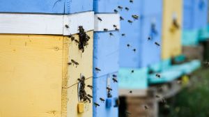 Через неконтрольоване використання пестицидів Кіпр ризикує залишитись без бджіл