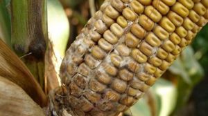 На Дніпропетровщині затримано вантаж кукурудзи заражений небезпечним захворюванням
