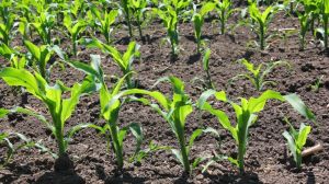 Скорочення площ під ячменем і горохом аграрії компенсують розширенням посівів під кукурудзою та просом