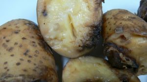 У вантажі картоплі на Чернігівщині виявлено небезпечний карантинний організм