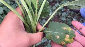 Агрономів попереджають про загрозу поширення шкідників та хвороб у посівах ріпаку