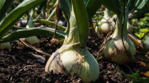 На Львівщині планують вирощувати корейський сорт озимої цибулі