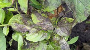 Фітофтороз несе серйозну загрозу врожаям картоплі в Індії