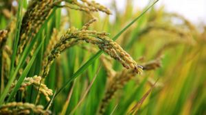 В Україні вигідно вирощувати вітчизняні сорти рису
