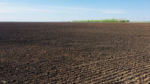 На Луганщині частину запланованих під зернові площ замінять кукурудзою