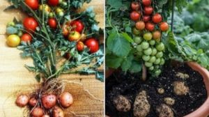 Схрещений томат з картоплею одержав звання «Овоч року» в Австралії