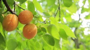Європа ризикує втратити чверть врожаю абрикосів