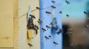 Господарство на Прикарпатті звинуватили у масовій гибелі бджіл