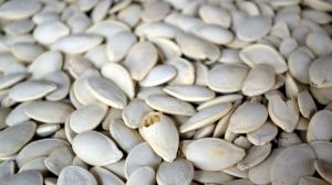 Виробництво гарбузового насіння може принести понад 15 тисяч гривень прибутку з гектара