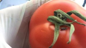 Через карантинного шкідника до України не пустили 60 тонн томатів