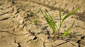 Через катастрофічну посуху в Криму гинуть посіви озимих та ярих культур