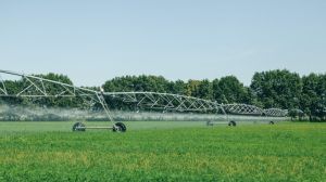 Виробники рису на Херсонщині збільшили об'єми споживання зрошувальної води