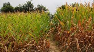 Вчені дослідили, як різні способи мульчування впливають на ефективність вирощування кукурудзи 