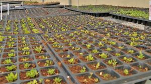 Непридатні ґрунти ОАЕ використовуватимуть для вирощування овочів-галофітів