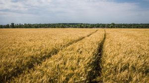 Враховуючи погодні умови пшениця цьогоріч достигне на 1-2 тижні раніше — прогноз