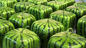 Український агроном вирощує кубічні кавуни та фігурні овочі
