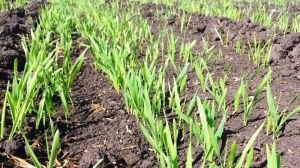 Погодні умови другої декади травня сприяли розвитку посівів ранніх зернових культур — Укргідрометеоцентр