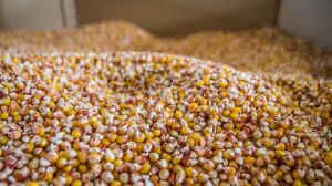 Прогнозується, що виробництво кукурудзи в Україні зросте, проте сої знизиться
