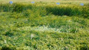 Сильний вітер пошкодив посіви елітної пшениці під Херсоном