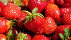 Фермер з Львівщини поділився успішним досвідом вирощування полуниці