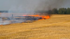 На Херсонщині загорілося поле пшениці площею 100 га