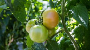 Стресові умови провокують збільшення врожайності томатів — агроном