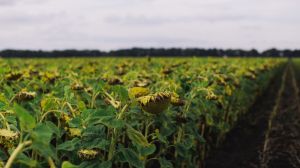 Прогноз виробництва соняшнику в Україні знижено на 2%
